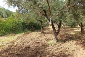 Alcolea 6800&nbsp;m²