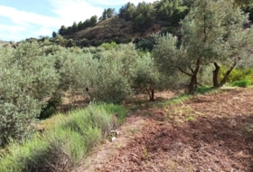 Alcolea 6800&nbsp;m²