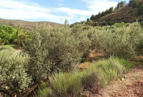 Alcolea 6800&nbsp;m²