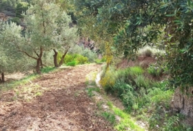 Alcolea 6800&nbsp;m²