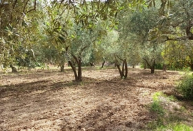 Alcolea 6800&nbsp;m²