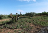 Finca rústica en venda a la España, la Vall d'Alba, ref.: TR303039 foto