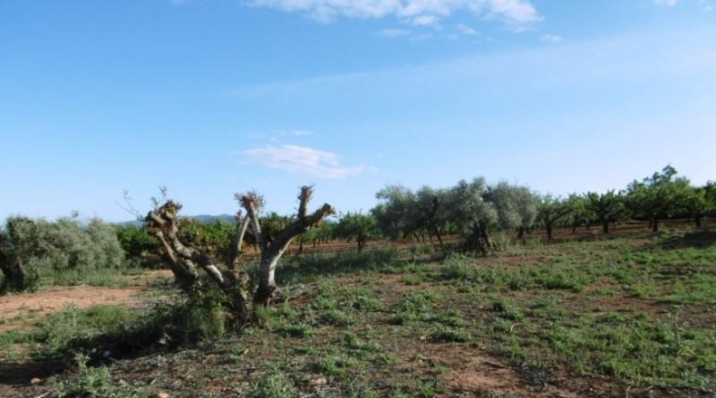 Castellón - Vall d'Alba - 6707m2