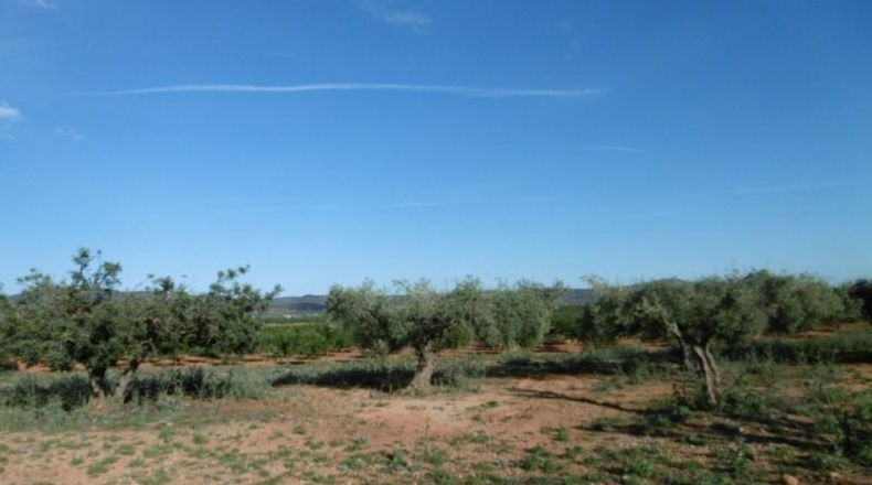 Castellón - Vall d'Alba - 6707m2