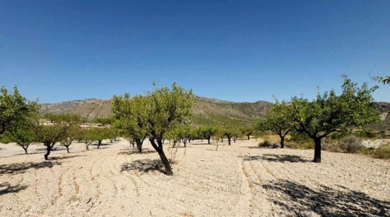 Murcia - Ricote - 8512m2