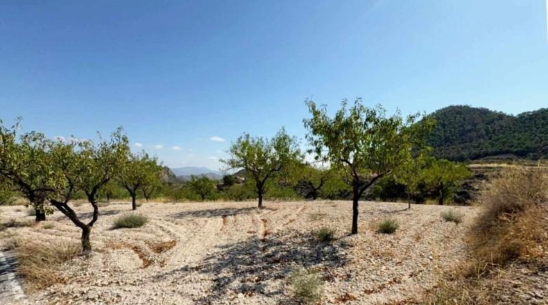 Murcia - Ricote - 8512m2