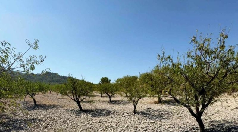 Murcia - Ricote - 8512m2