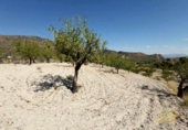 Terreno no urbanizable en venta en la España, Ricote, ref: TR341367 foto