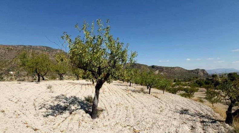 Murcia - Ricote - 8512m2