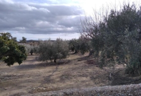 Calasparra 4377&nbsp;m²