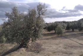 Calasparra 4377&nbsp;m²