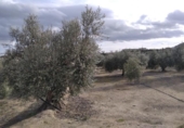 Terreno no urbanizable en venta en la España, Calasparra, ref: TR379461 foto