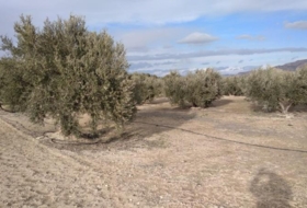 Calasparra 4377&nbsp;m²