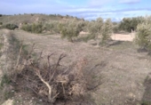 Terreno no urbanizable en venta en la España, Calasparra, ref: TR379461 foto