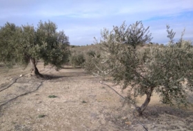Calasparra 4377&nbsp;m²