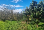 Terreno no urbanizable en venta en la España, Sangenjo, ref: TR177424 foto