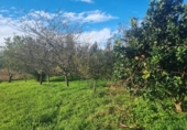 Terreno no urbanizable en venta en la España, Sangenjo, ref: TR177424 foto