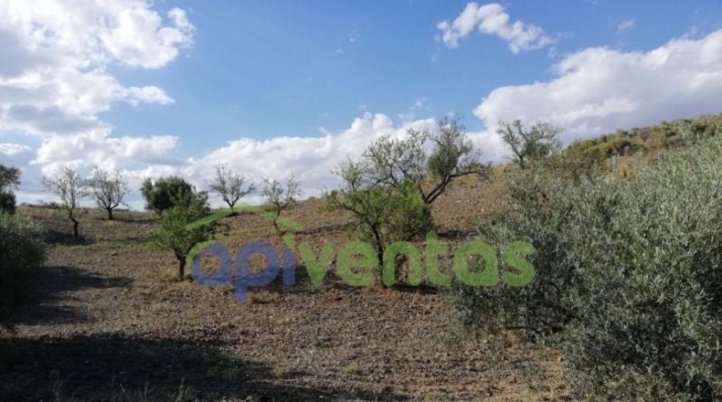 Murcia - Lorca - 50000m2