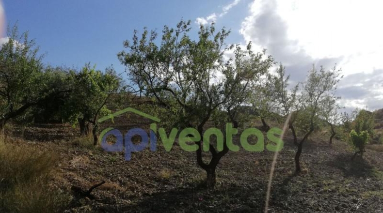 Murcia - Lorca - 50000m2