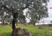 Xalet independent amb terreny en venda a la España, Pedroche, ref.: TR302586 foto