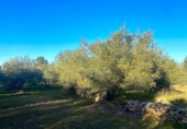 Terreno no urbanizable en venta en la España, el Perelló, ref: TR127191 foto