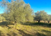 Terreno no urbanizable en venta en la España, el Perelló, ref: TR127191 foto