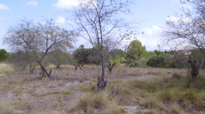 Valencia - Castellón de Rugat - 22000m2