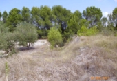 Terreno no urbanizable en venta en la España, Castelló de Rugat, ref: TR128213 foto