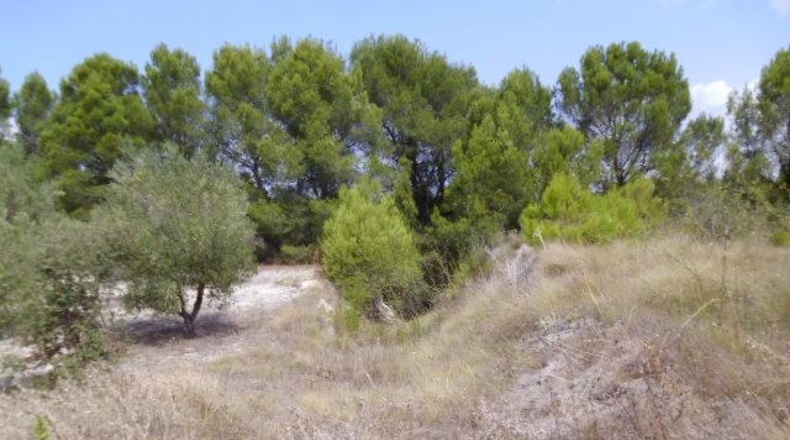 Valencia - Castellón de Rugat - 22000m2