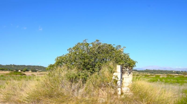 Балеарские острова - Muro - 5067m2