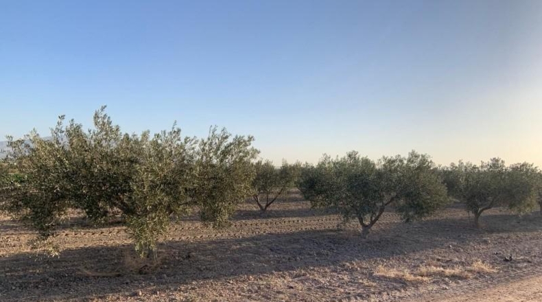 Murcia - Totana - 2236m2