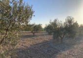 Terreno no urbanizable en venta en la España, Totana, ref: TR248187 foto