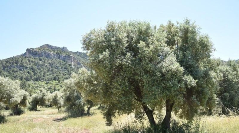 Teruel - Valderrobres - 31231m2