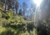 Chalet independiente con terreno en venta en la España, Arens de Lledó, ref: TR409429 foto