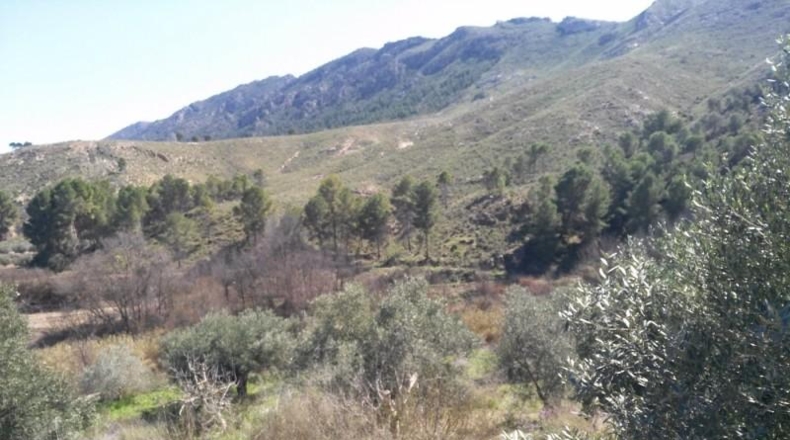 Múrcia - Calasparra - 6000m2