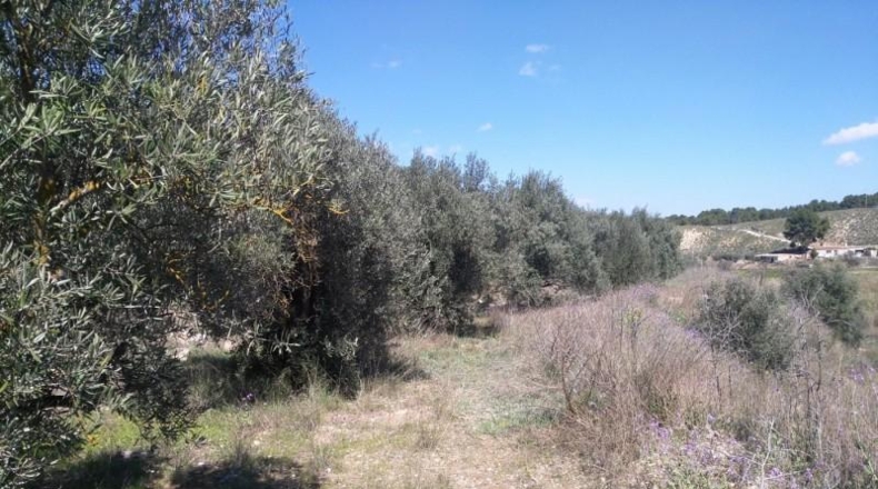 Múrcia - Calasparra - 6000m2