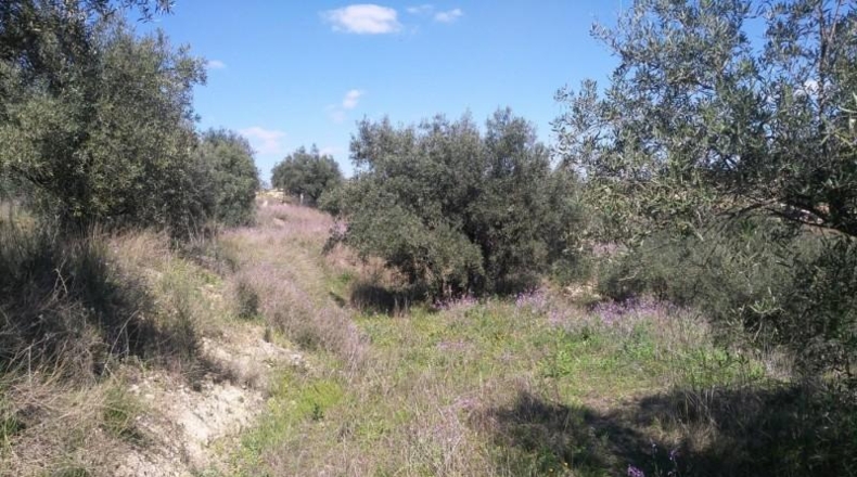 Múrcia - Calasparra - 6000m2