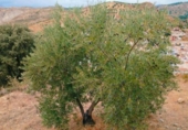 Terreno no urbanizable en venta en la España, Quéntar, ref: TR314710 foto