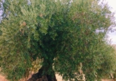 Terreno no urbanizable en venta en la España, Quéntar, ref: TR314710 foto