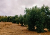 Terreno no urbanizable en venta en la España, Quéntar, ref: TR314710 foto