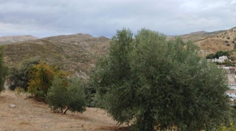 Granada - Quéntar - 17313m2