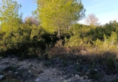 Terreny no urbanitzable en venda a la España, Bullas, ref.: TR376725 foto