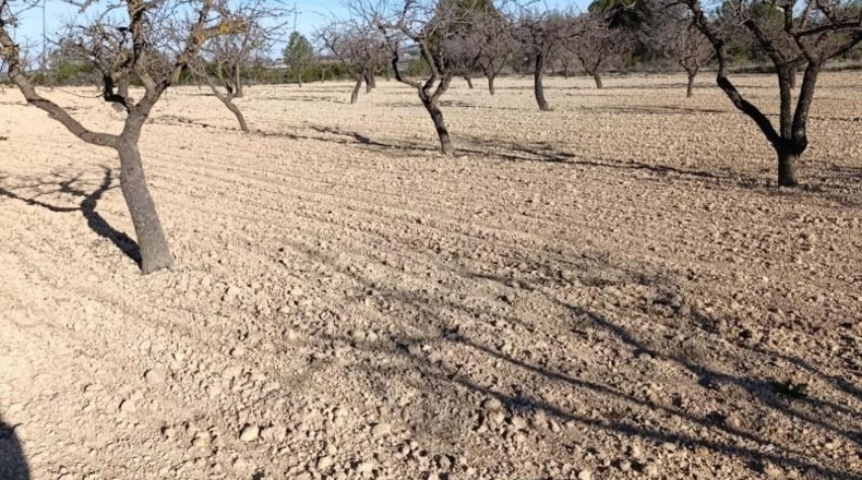 Murcia - Bullas - 11000m2