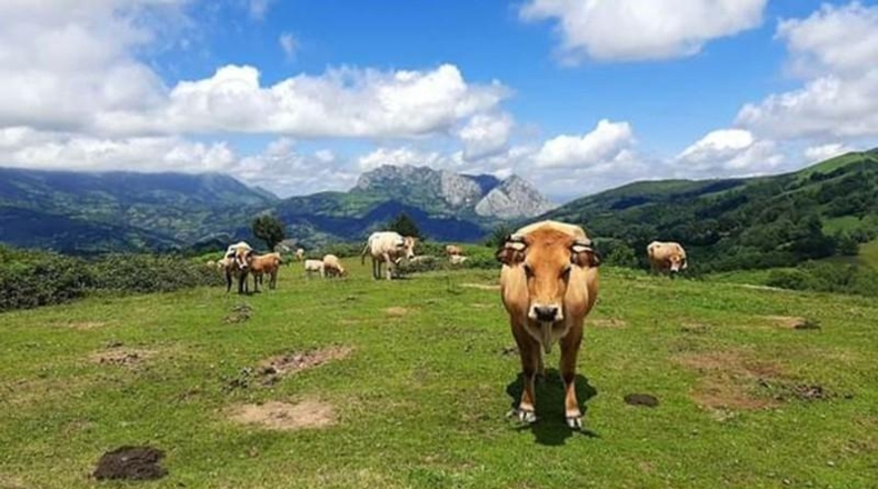 Asturias - Mieres - 5043m2