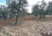 Non-developable land for sale on España, Arahal, ref: TR125592 photo