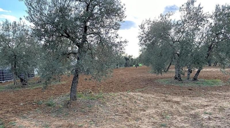 Sevilla - Arahal - 3600m2