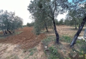 Non-developable land for sale on España, Arahal, ref: TR125592 photo