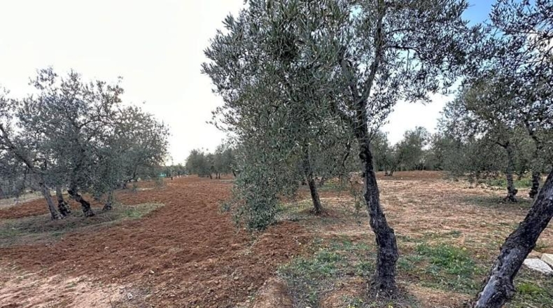 Sevilla - Arahal - 3600m2