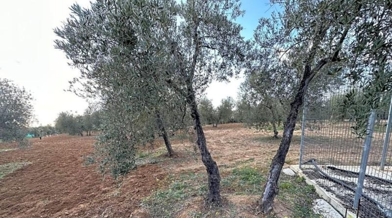 Sevilla - Arahal - 3600m2