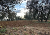 Non-developable land for sale on España, Arahal, ref: TR125592 photo